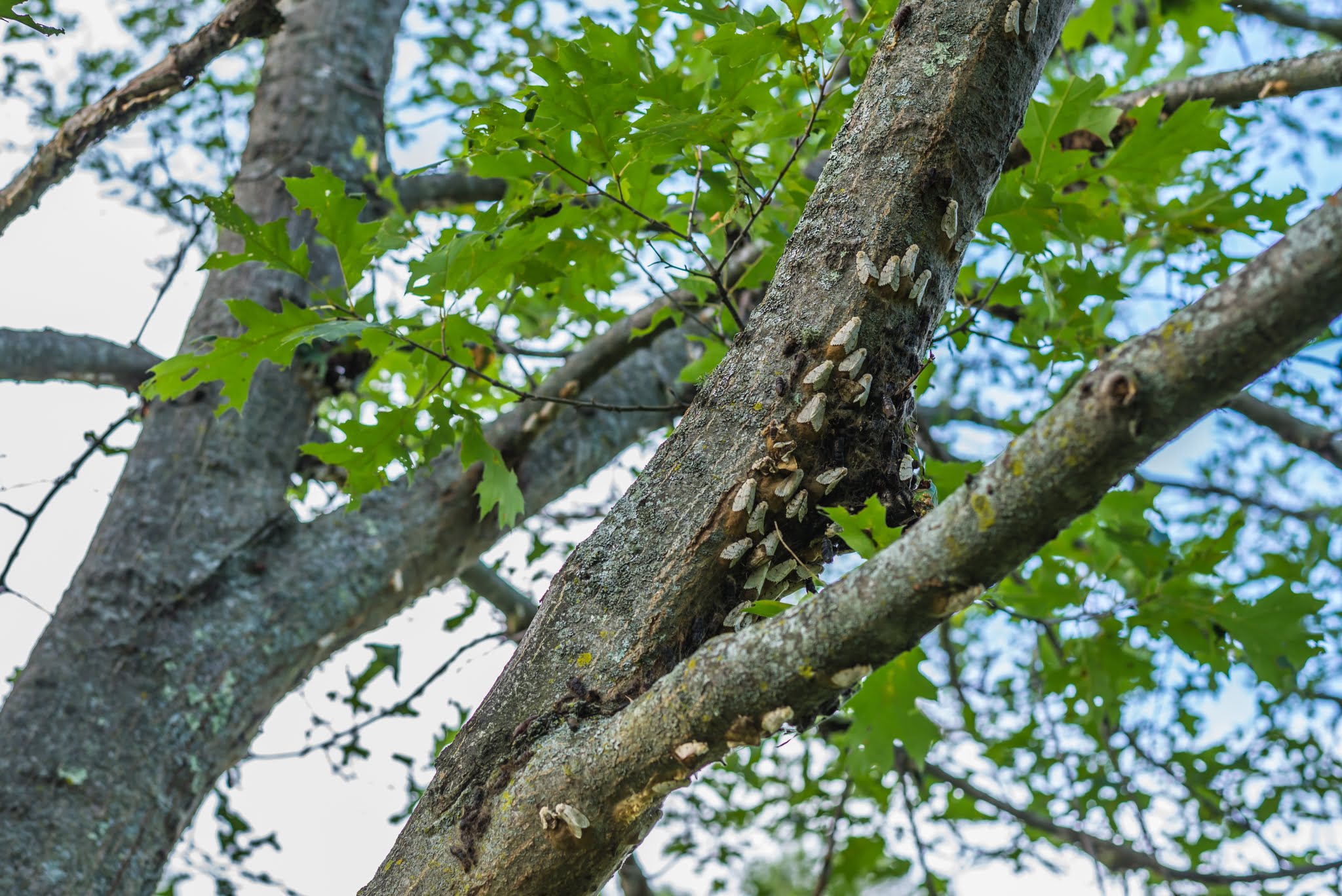 a tree with branches covered in moths